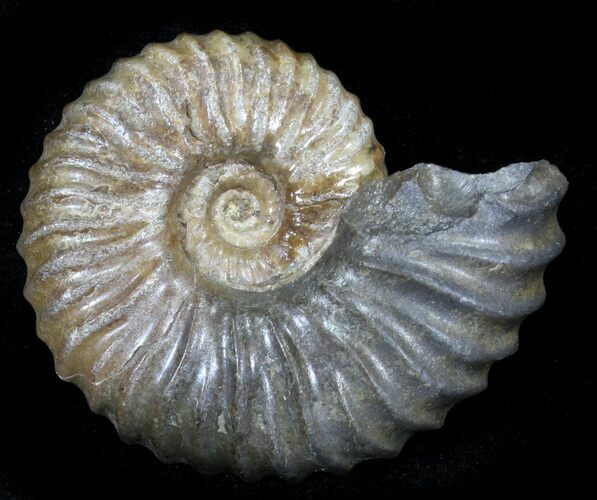 Acanthohoplites Ammonite Fossil - Caucasus, Russia #29657